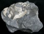White Pleuroceras Ammonite - Germany #6171-2